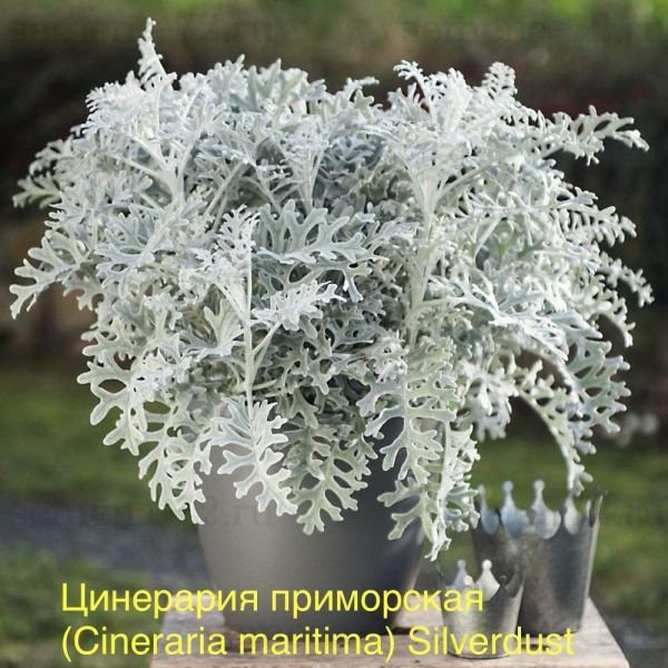 Цинерария приморская (Cineraria maritima) Silverdust