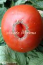 Tomat-Super-5-sht-Myazina