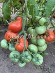 Tomat-Serdce-Parmy-0-02-g-Myazina4