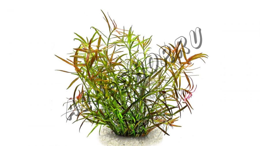 Людвигия болотная узколистная "гибридная" (Ludwigia lacustris)