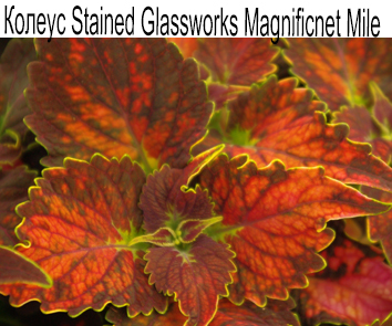 Колеус Stained Glassworks Magnificnet Mile