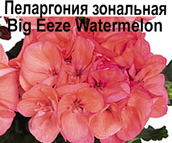 Пеларгония зональная Big Eaze Watermelon