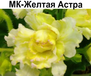 МК-Желтая Астра (Карпова)