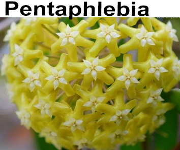 Хойя Pentaphlebia