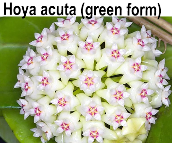 Хойя acuta (Green Form)