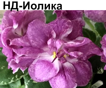НД-Иолика (Данилова-Суворова)  НОВИНКА