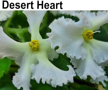 Desert Heart (Sorano)