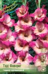 GLADIOLUS-TeDS-FAVORIT-TED-039-S-FAVOURITE-10-12-8-sht