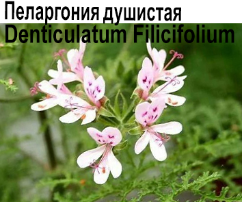 Пеларгония душистая Denticulatum Filicifolium