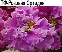 ТФ-Розовая Орхидея (Фурлетова)  НОВИНКА