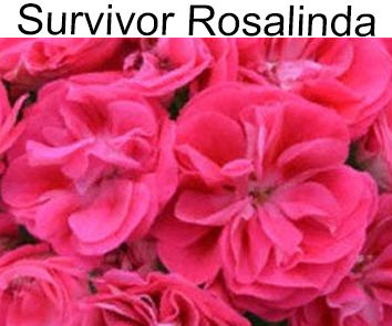 Пеларгония розебудная Survivor Rosalinda