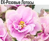 ЕК-Розовые Лотосы (Коршунова)