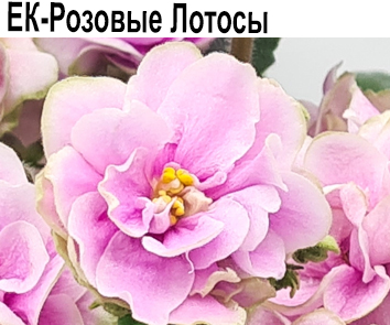 ЕК-Розовые Лотосы (Коршунова)