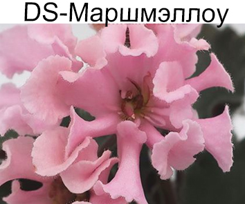 DS-Маршмеллоу (Диметрис)