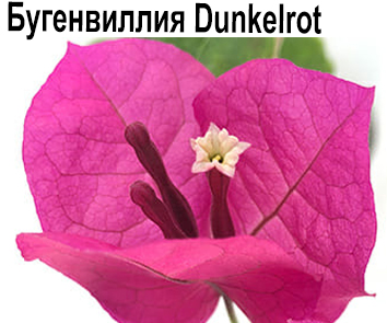 Бугенвиллия Dunkelrot