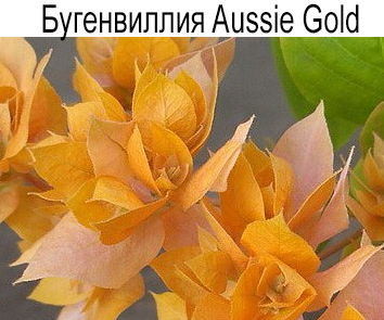 Бугенвиллия Aussie Gold