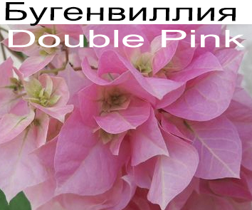 Бугенвиллия Double Pink