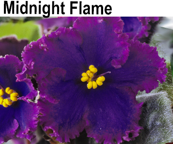 Midnight Flame (B. Johnson)