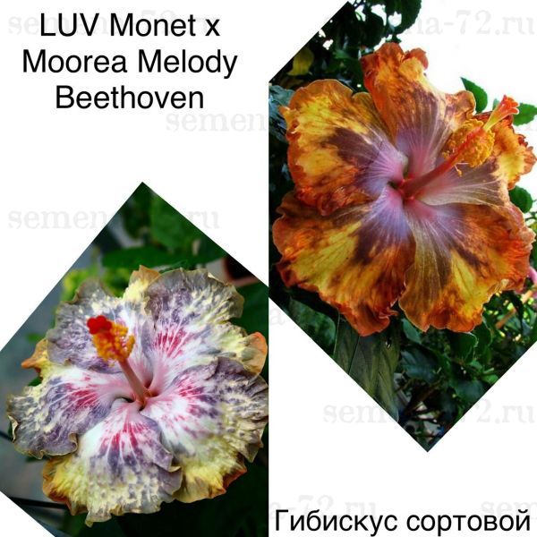 Гибискус сортовой LUV Monet × Moorea Melody Beethoven
