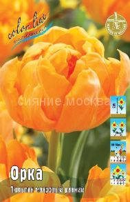 Тюльпан	Орка (Tulipa Orca), МАХРОВЫЙ РАННИЙ, 11/12, 1 шт