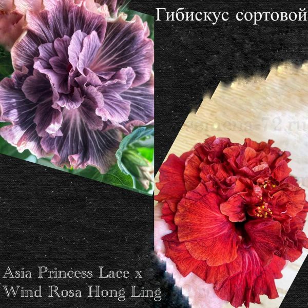 Гибискус сортовой Asia Princess Lace x Wind Rosa Hong Ling