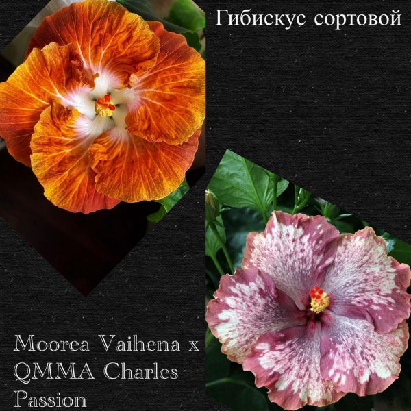 Гибискус сортовой Moorea Vaihena x QMMA Charles Passion