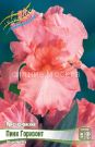 IRIS-GeRMANSKIJ-PINK-GORIZONT-PINK-HORIZON-1-sht