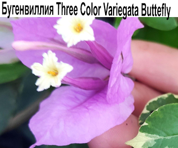 Бугенвиллия Three Color Variegata Butterfly