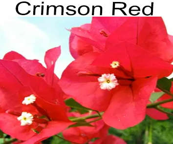 Бугенвиллия Crimson Red