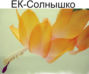 Шлюмбергера  ЕК-Солнышко (Коршунова)  НОВИНКА