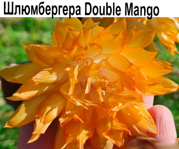 Шлюмбергера  Double Mango  НОВИНКА