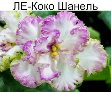 ЛЕ-Коко  Шанель (Лебецкая)