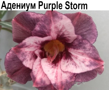 Адениум Purple Storm, прививка