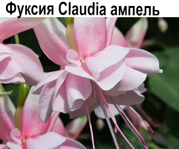 Фуксия Claudia ампель